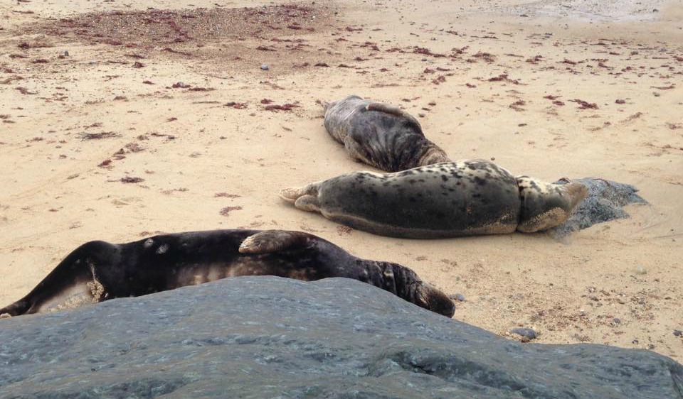 Seals resting on a beach