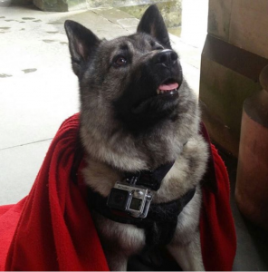 A Norwegian elkhound wearing a graduation robe with a camera around his neck.