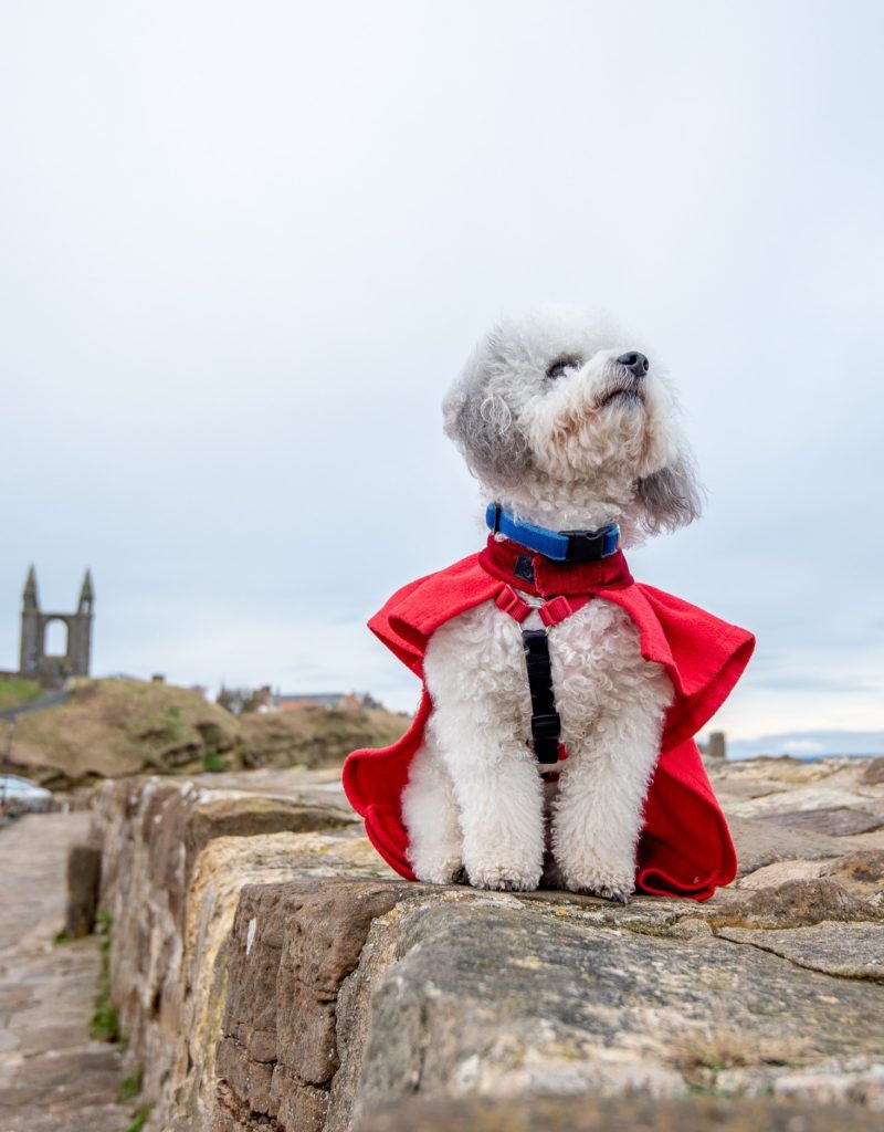 dog in red gown on St Andrews pier