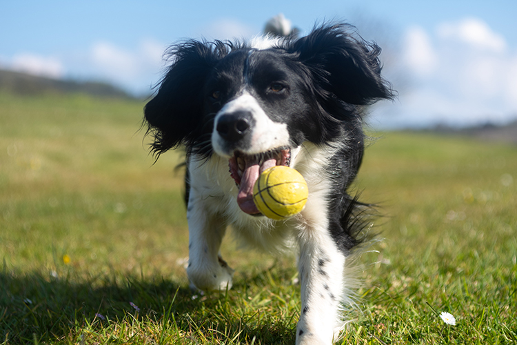 Collie dog playing fetch with a ball